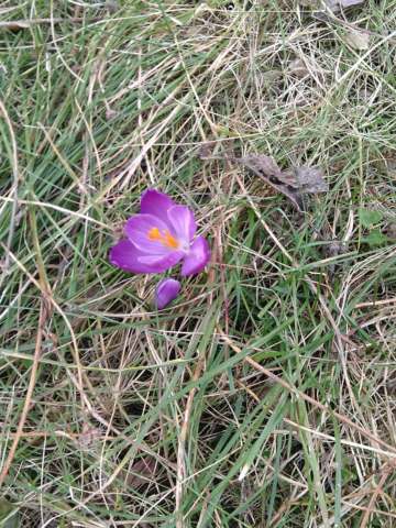 Krokus Vorgarten Februar