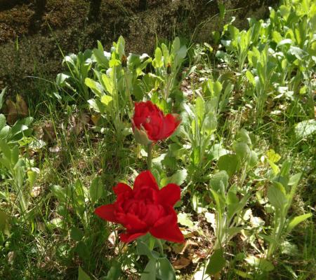 meine Tulpen