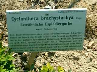 Botanischer Garten München Explodiergurke