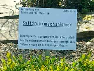 Botanischer Garten München Saftdruck